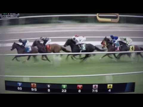 GINGER PUNCH S, (G STAKES) $100,000 2017 - SOMETHINGELSE !!!