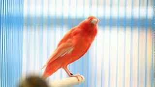 Download lagu orange roller canary chirping... mp3