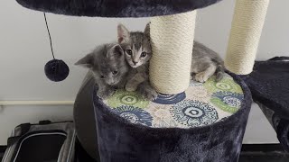 Unboxing and Building MidWest Cat Tree