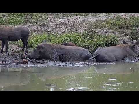 Djuma: Warthogs-two adults and two young - 12:22 - 03/21/19