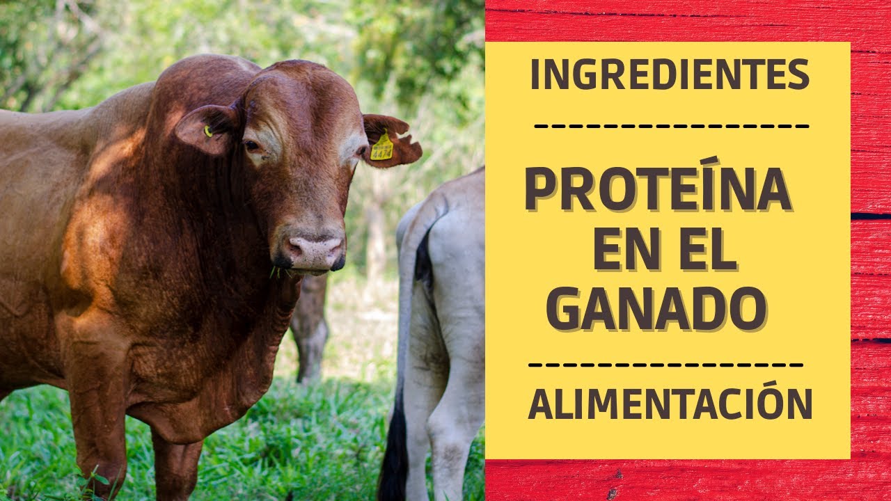 PROTEINA PARA EL GANADO 🐂 |  ALIMENTACIÓN 🐂