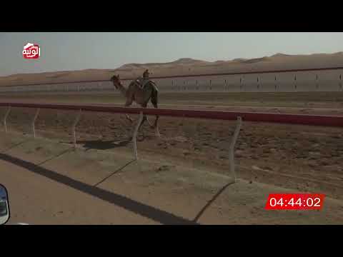 ش 8 (شاهين) لـ محمد مبارك طماطم العفاري 13:34:43 , شارة الديوان 2026/2/22 حول زمول الوقن