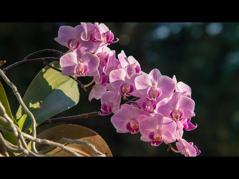 , title : 'ce facem cu orhideea dupa caderea florilor - orhideea phalaenopsis dupa inflorit, cateva sfaturi'