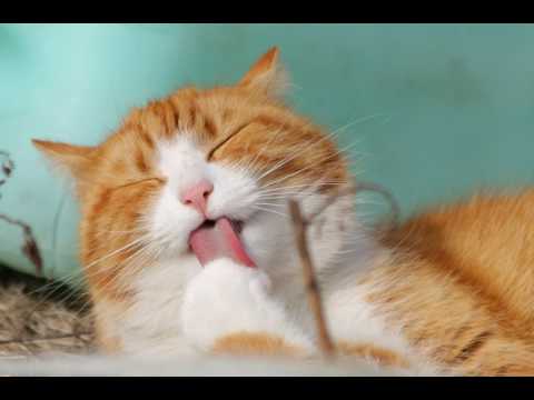 Fred van Eps - Maurice Tango