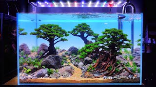#355 Make a bonsai Aquascape with river stones