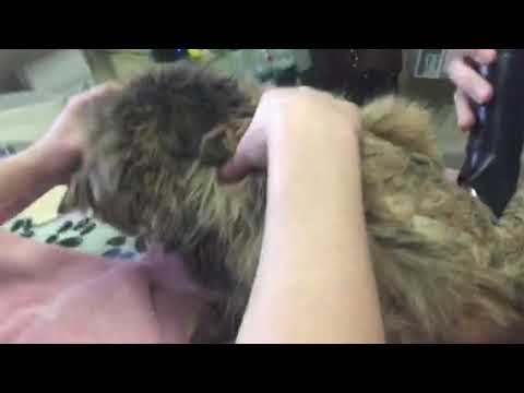 Older cat with matted fur. How to remove safely and why it’s so important to do.