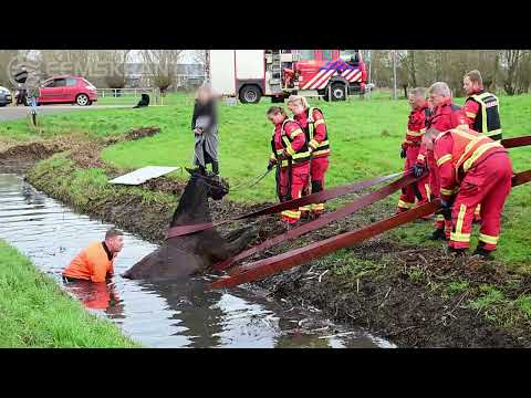 Paard en ruiter te water aan Hogewerflaan in Appingedam