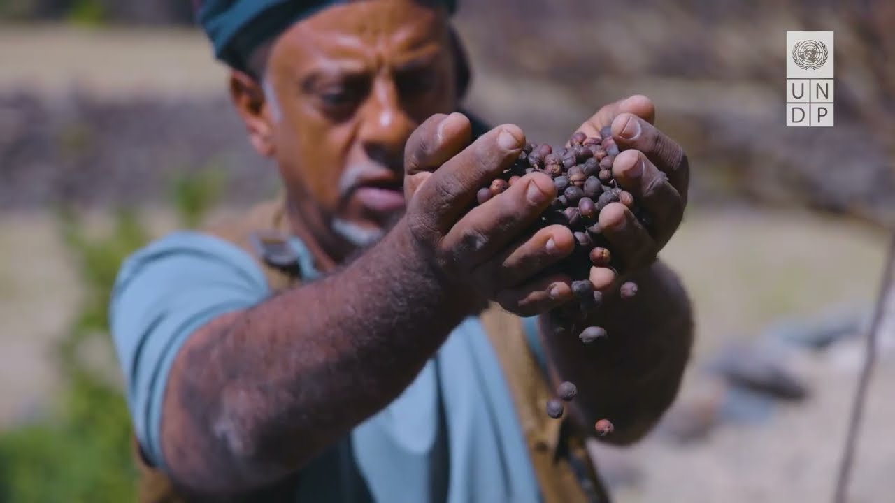 How Yemeni farmers predict rain: Traditional climate knowledge