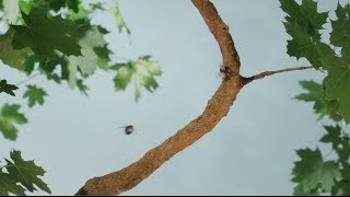 #1 Dad - True Nature (big play films)