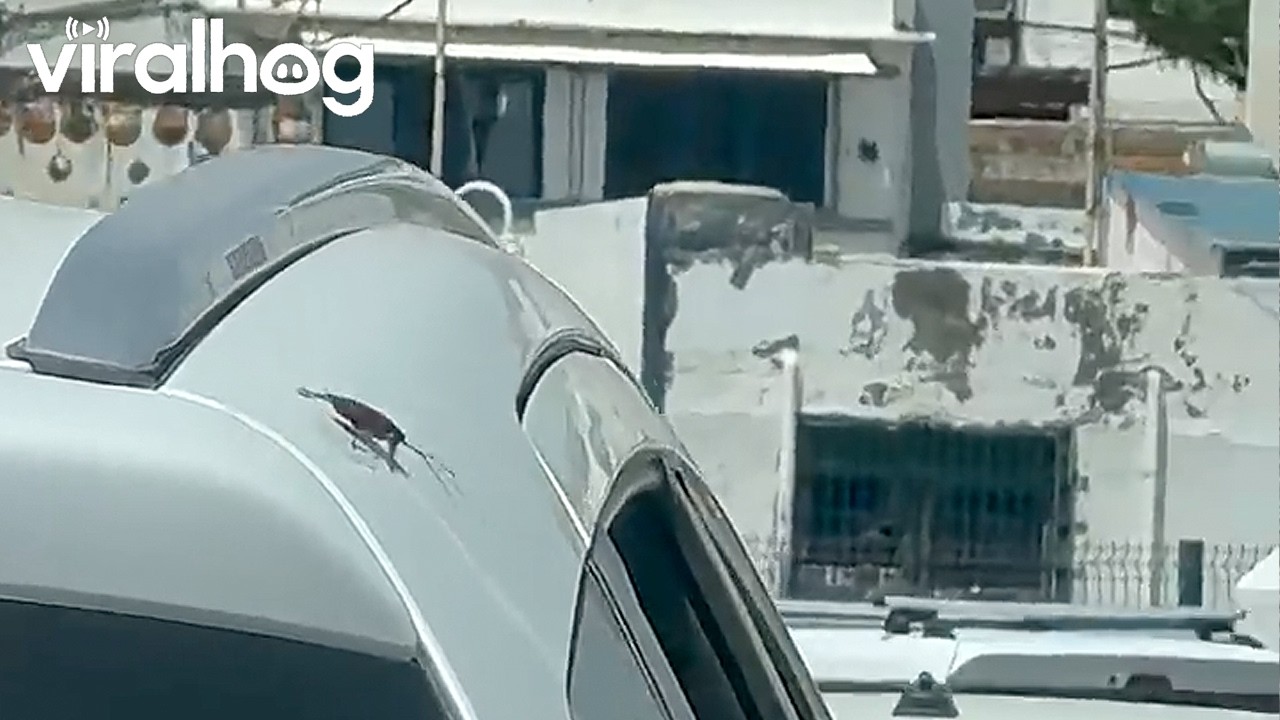 Cockroach Enters Car and Scares Passenger || ViralHog