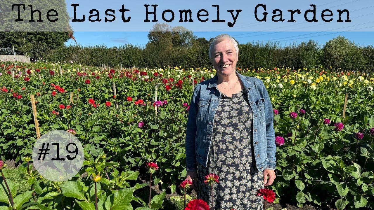 DAHLIAS! Come pick flowers in bloom with me at the Halls of Heddon #19