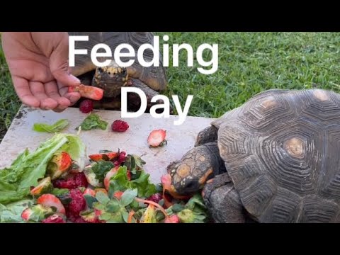 Feeding day for the adult tortoises