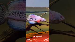 Download lagu KING OF SNAKEHEADS! The Most Expensive Channa Barca in the World? 🤯 💸 mp3 Download lagu KING OF SNAKEHEADS! The Most Expensive Channa Barca in the World? 🤯 💸 mp3