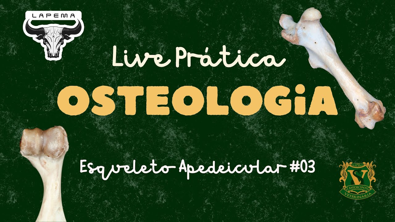 3ª Live Prática de Anatomia Descritiva I 2024.2 (membro toracico)