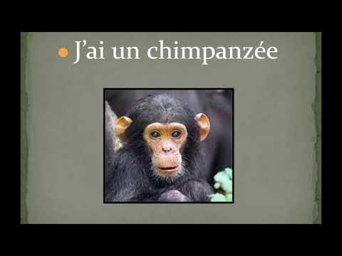 Avoir Conjugation Song