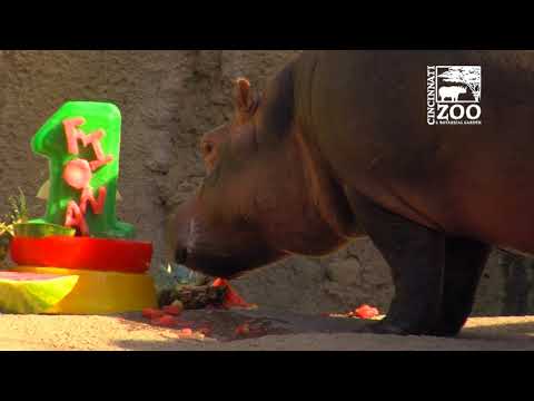 Baby Hippo Fiona Gets Her 1st Birthday Cake - Cincinati Zoo