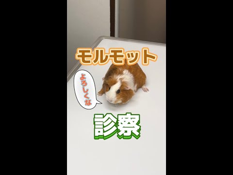 モルモットの品種は何ですか? 22種類の犬種を発見しましょう! - リッジバックモルモットの品種