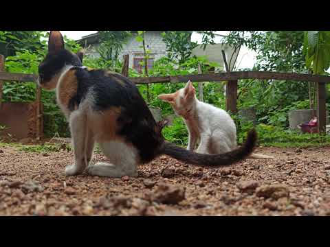 Little Cats "Meow.."