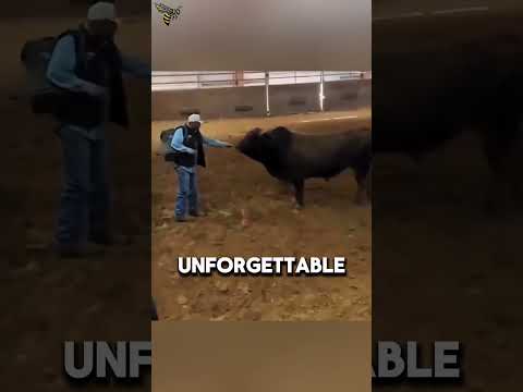 A Bull’s Unforgettable Reaction to the Man Who Raised Him #animalfacts #wildlife #facts