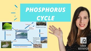 THE PHOSPHORUS CYCLE for A Level Biology: The importance of mycorrhiza fungus too