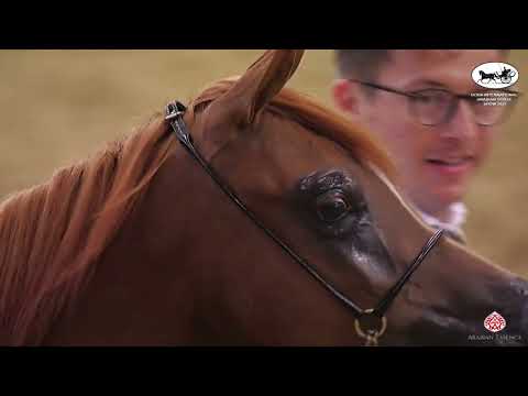 Doha International Arabian Horse Show 2023 - Classe 1B