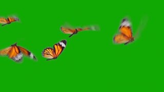 Real butterflies flying green screen