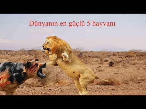 Dünyanın en güçlü 5 hayvanı