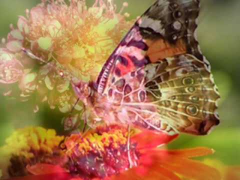 Butterfly Waltz by Brian Crain