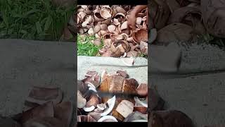 Download lagu Proses cincang kopra secara manual #petanimuda #petani #kopra #kebun #kebunkelapa #kelapa #coconut mp3