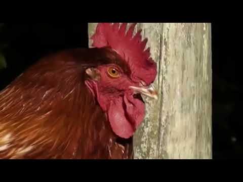 Mono Putnik - Rooster