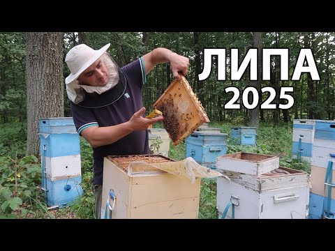 Настойка пчелиного ПОДМОРА (100мл) - фото 7 - id-p1865528591