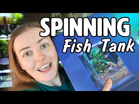 Betta Tank Buying Guide
