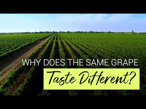 What Is the Difference Between Old World and New World Wines?