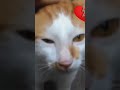FUNNY BROKEN HEART CAT 💔💔💔🤣🤣🤣 #shorts
