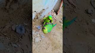 Loving Ringneck parrot mating  Man salwa food #sho