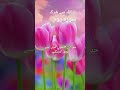 Allah Se Shirk Viral Shorts Shirk Islamicstatus