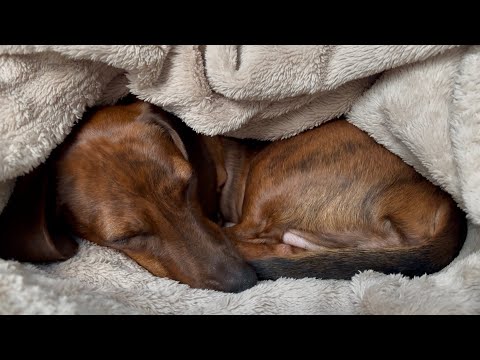 When a mini dachshund's natural instincts kick in!