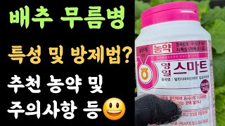 배추 무름병???? 특성 및 방제법? 추천농약 및 주의사항 등????