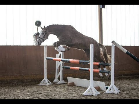Wallach v./ Gelding by Nathan de la Tour AA - Humanus * 2018