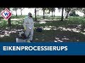 Bestrijding van de eikenprocessierups