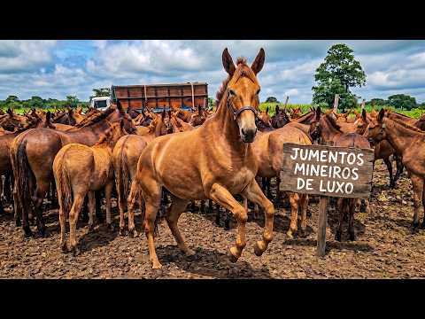 FEIRA DE CAVALOS DE ALTINHO PE, DIVERSOS JUMENTOS HOJE, SÁBADO, (25/04/26) #nordeste