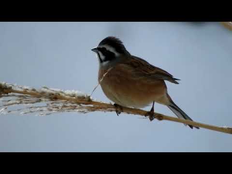 雪の朝、禾（のぎ）を食べるホオジロ！①～野鳥観察　5507 | 黒柴こたろう＆ヒロシマ（Ameba)