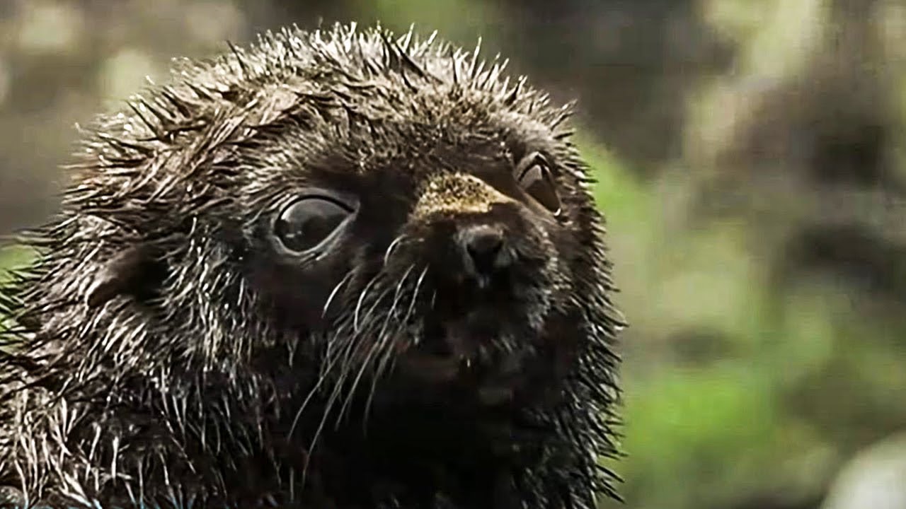 The 12 Best Documentaries About Seals