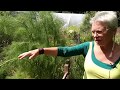 Permaculture garden, West Tyrone