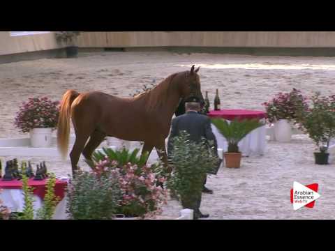 Deauville Arabian Cup 2016 - Colts 3 y.o. (8) - 1st place: n°59 TSAR NERIO