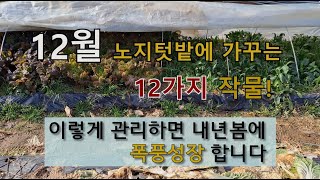 12월 노지 텃밭에 가꾸는 12가지 작물 이렇게 관리하면 내년 봄에 폭풍 성장 합니다. #12월 텃밭 관리 …