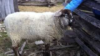 preview picture of video 'Volunteer Vacations DC 2013 - Sheep'