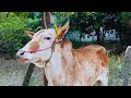 Chirutha