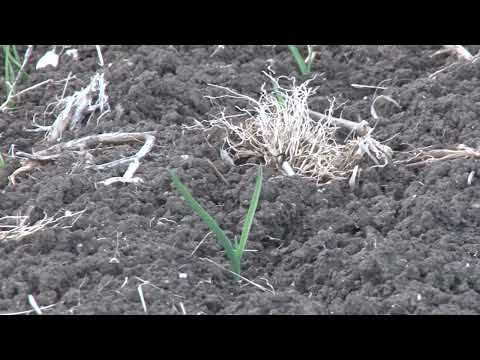 Sadnja ozimog belog luka