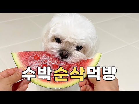 수박 먹방